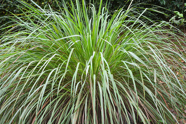 Lemon grass - 100gram